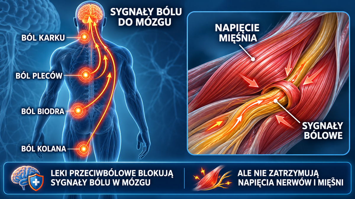 ZDJĘCIE 11 — grafika naukowa o inflammaging